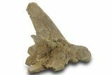 Hadrosaur (Edmontosaurus?) Dorsal Vertebral Arch - Wyoming #377965-2